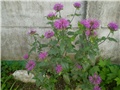 monarda